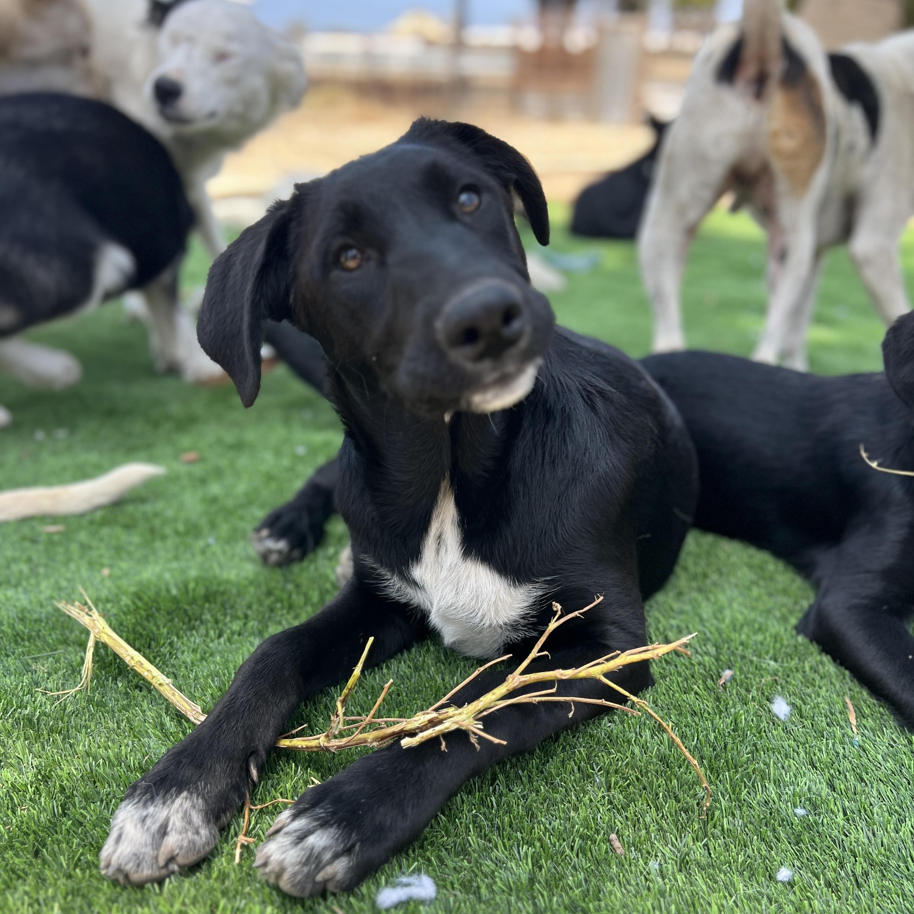 Sadie, Adoptable, Puppy Female Border Collie & Labrador Retriever.