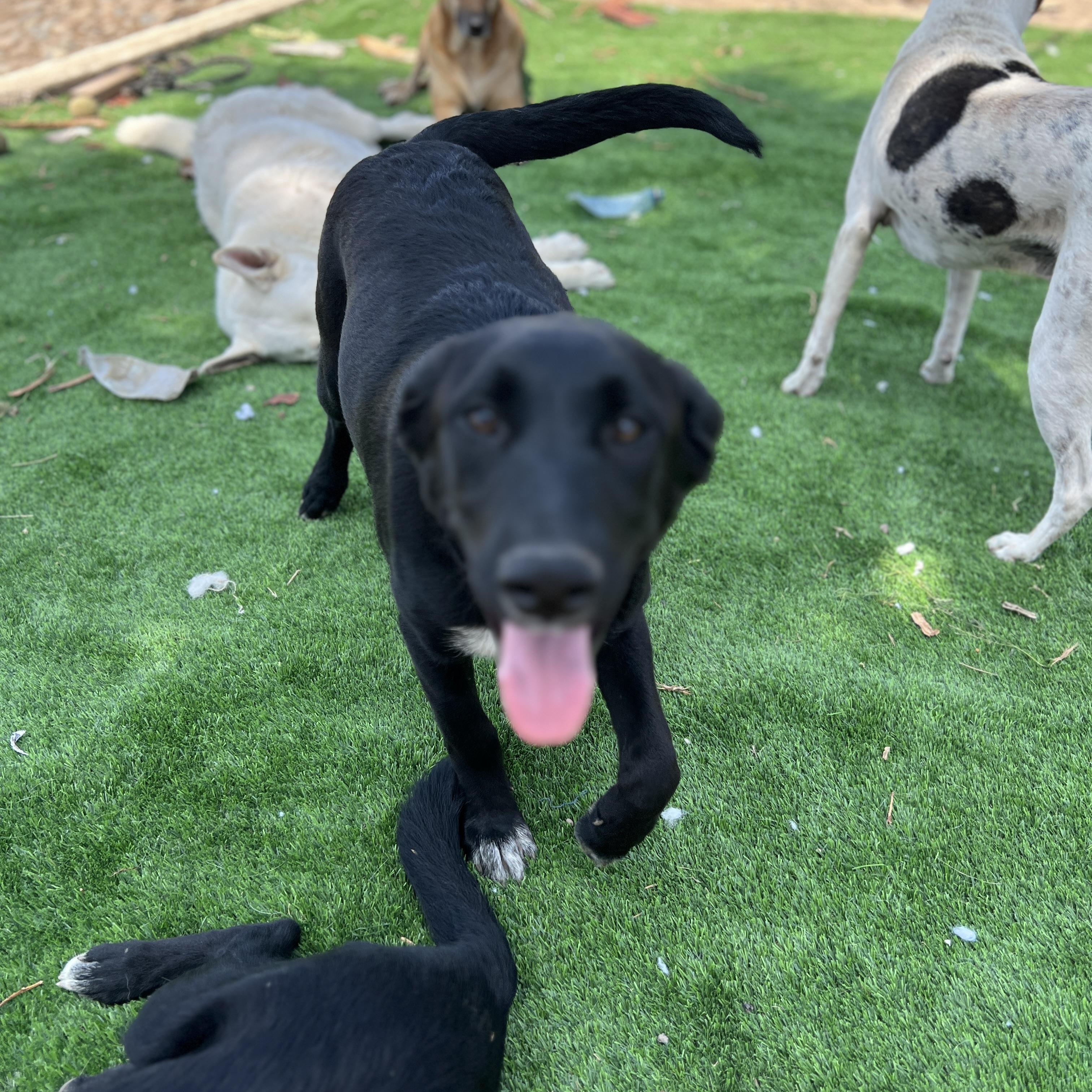 Enlarge Sadie, a Adoptable mixed breed in Denver, CO image 4/5