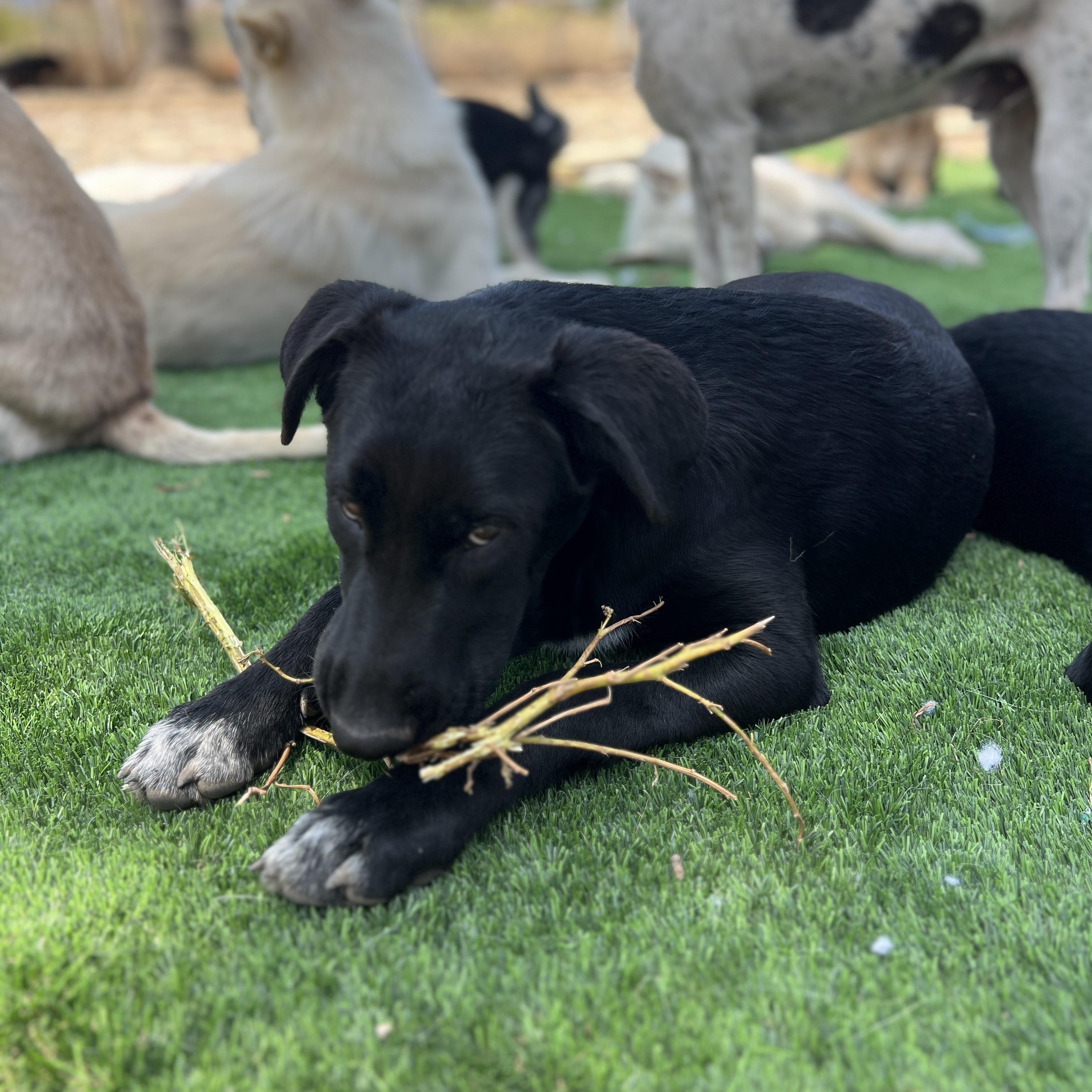 Enlarge Sadie, a Adoptable mixed breed in Denver, CO image 5/5