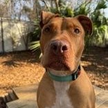 Enlarge Rome, an adoptable mixed breed in Charleston, SC image 1/6