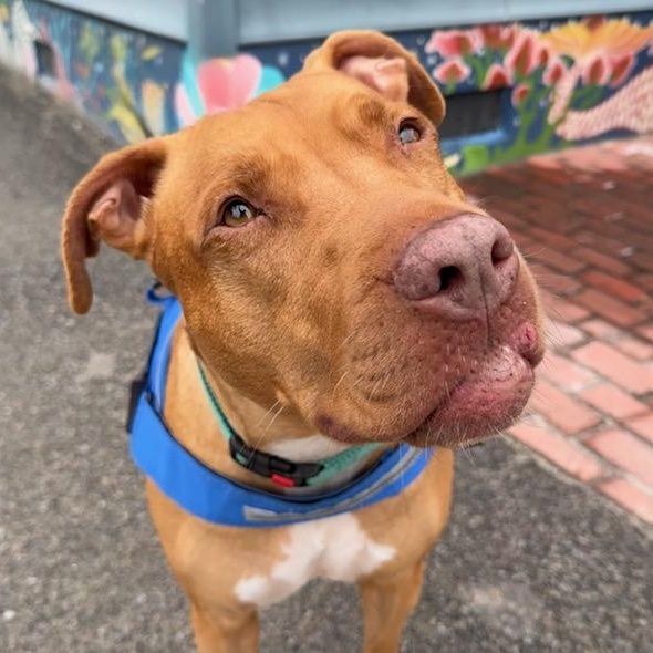 Enlarge Rome, an adoptable mixed breed in Charleston, SC image 6/6