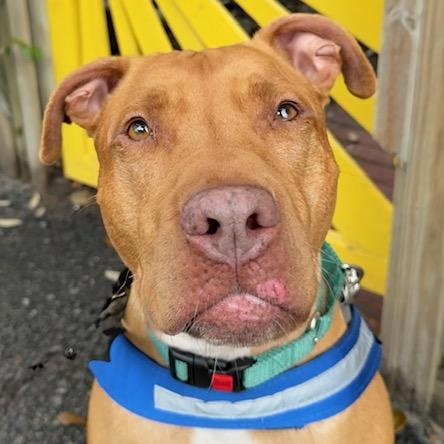 Enlarge Rome, an adoptable mixed breed in Charleston, SC image 5/6