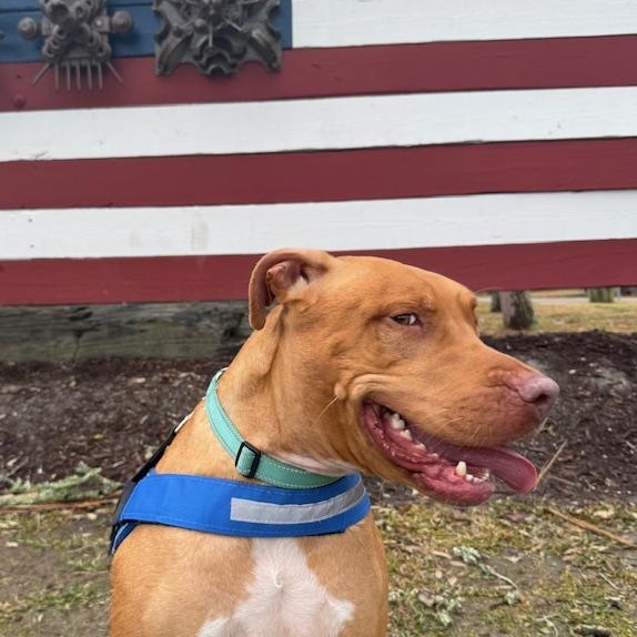 Enlarge Rome, an adoptable mixed breed in Charleston, SC image 2/6