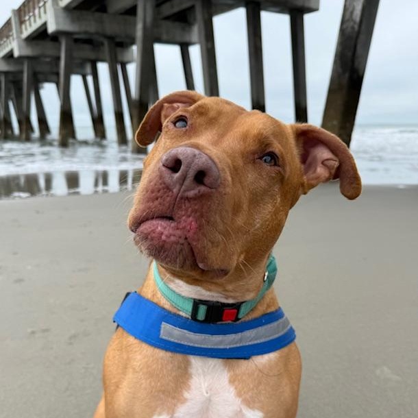 Enlarge Rome, an adoptable mixed breed in Charleston, SC image 4/6