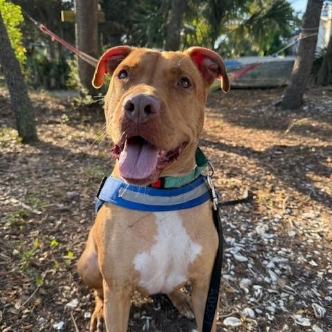 Rome, an adoptable Mixed Breed in Charleston, SC image 3/6
