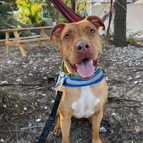 Rome, an adoptable Mixed Breed in Charleston, SC image 2/6