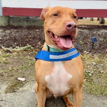 Enlarge Rome, an adoptable mixed breed in Charleston, SC image 3/6