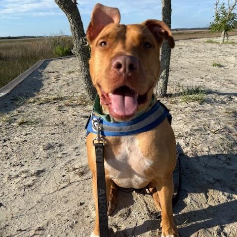 Rome, adoptable, Adult Male Mixed Breed.