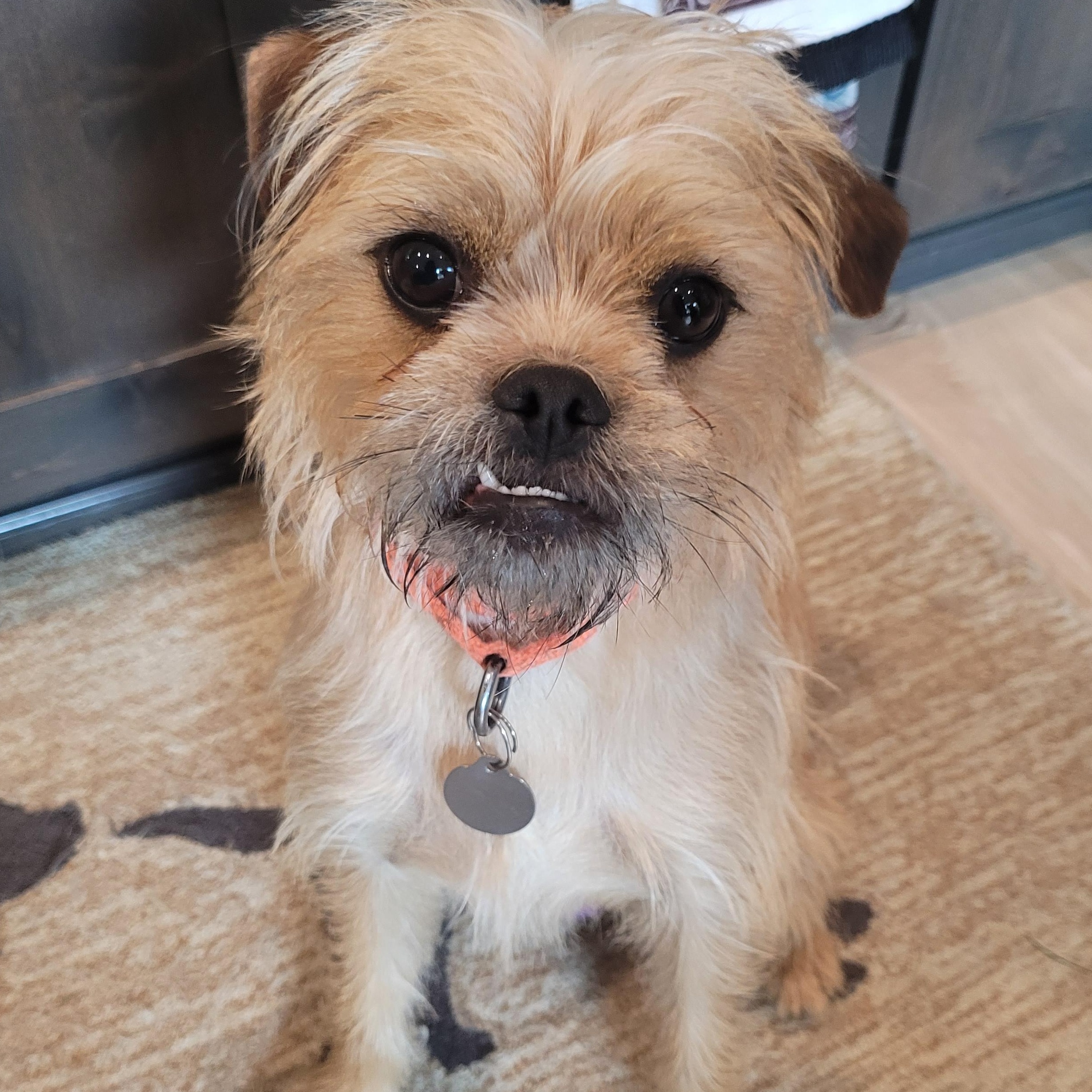 Enlarge Flora, an adoptable mixed breed in Florence, OR image 1/6