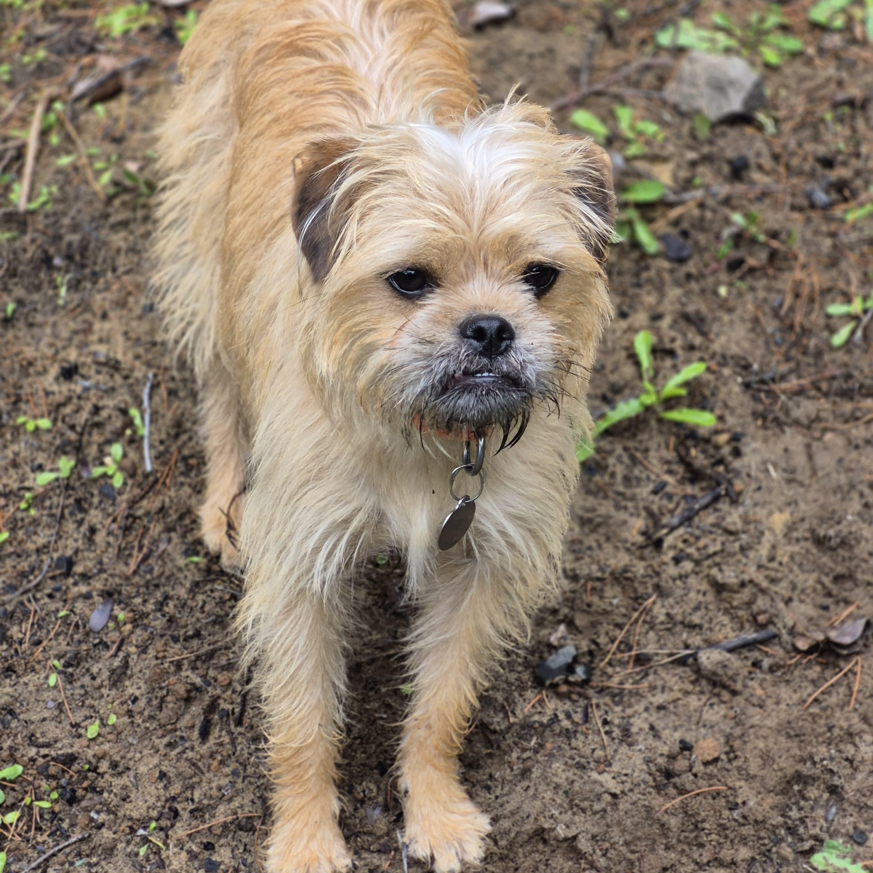 Enlarge Flora, an adoptable mixed breed in Florence, OR image 3/6
