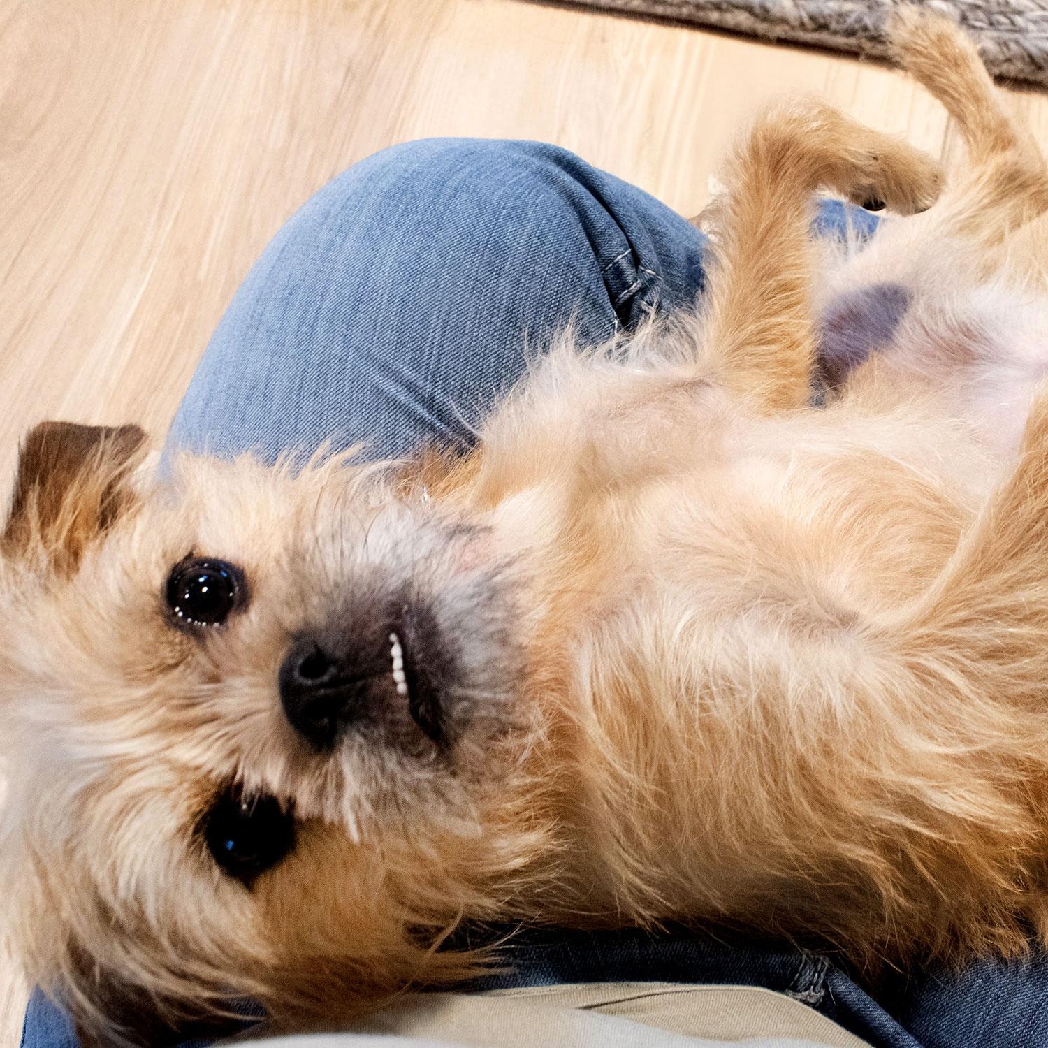 Enlarge Flora, an adoptable mixed breed in Florence, OR image 4/6