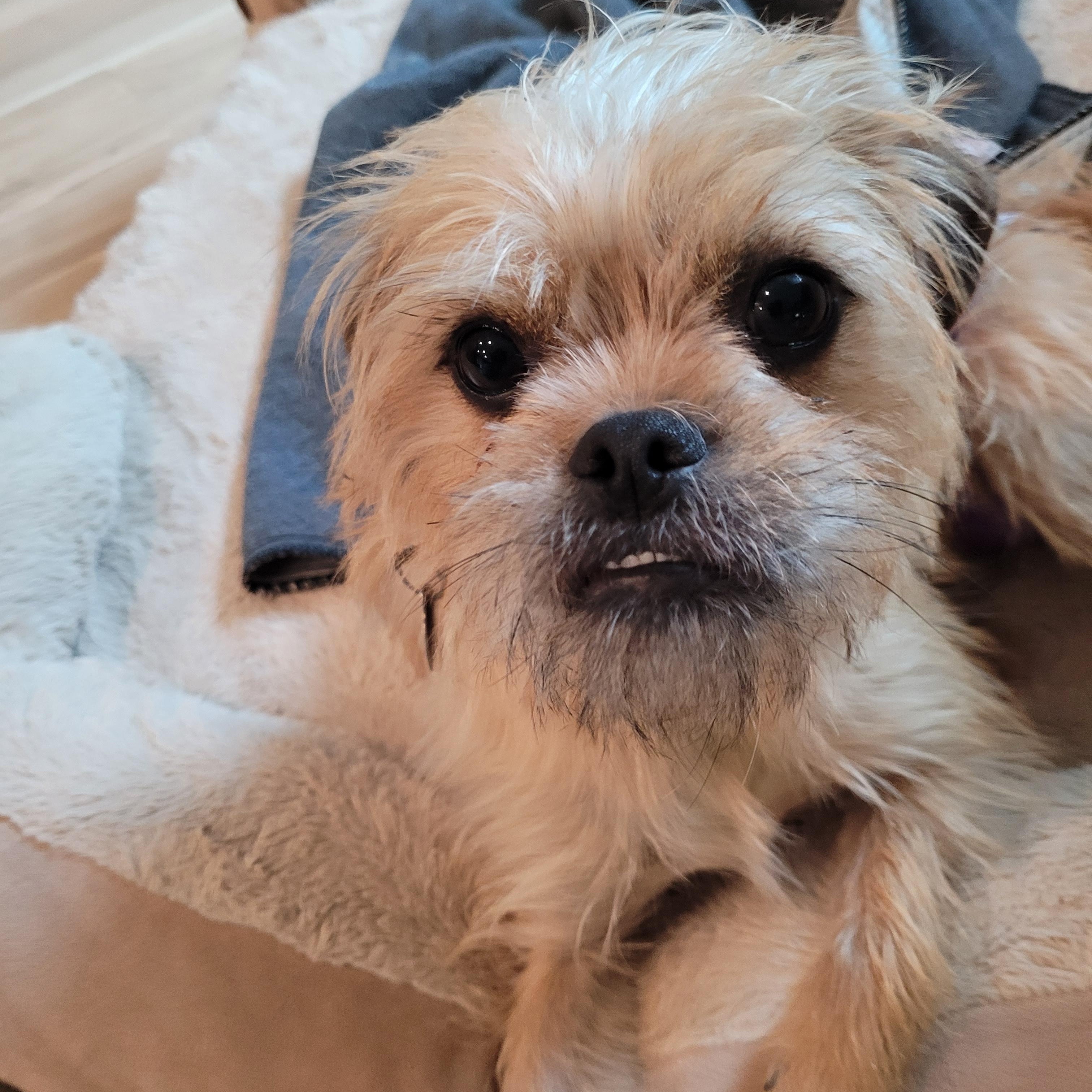 Enlarge Flora, an adoptable mixed breed in Florence, OR image 5/6