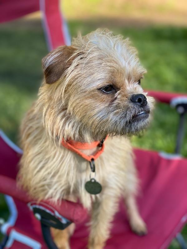 Flora, a Adoptable mixed breed in Florence, OR image 5/5