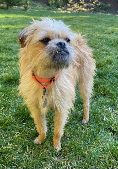 Flora, a Adoptable mixed breed in Florence, OR image 3/5