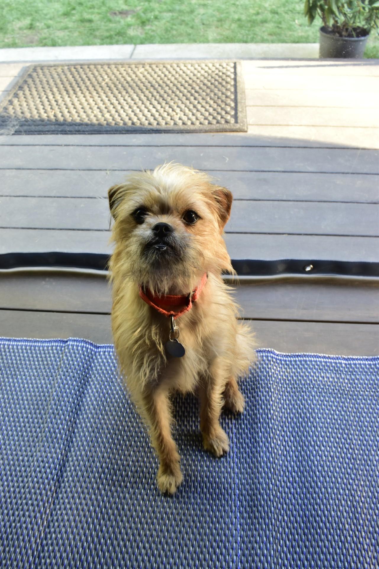 Flora, a Adoptable mixed breed in Florence, OR image 4/5