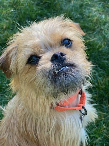 Flora, a Adoptable mixed breed in Florence, OR image 1/5