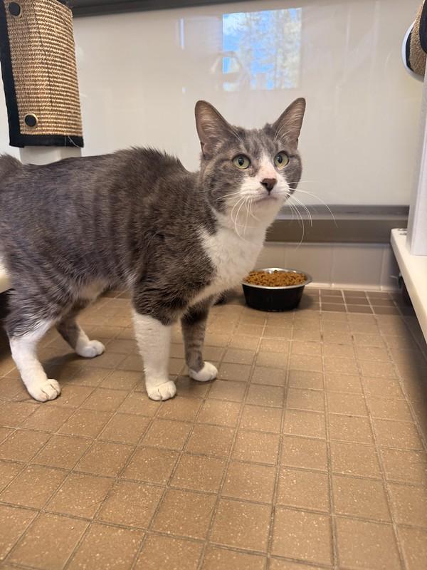 Cookie, a ADOPTABLE Domestic Short Hair in Truckee, CA image 4/4