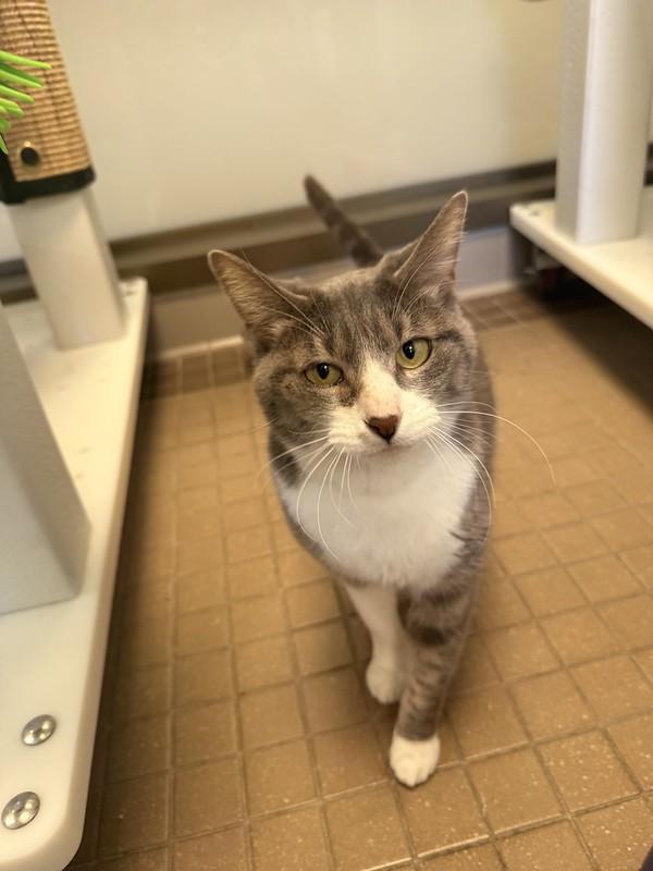 Cookie, a ADOPTABLE Domestic Short Hair in Truckee, CA image 2/4