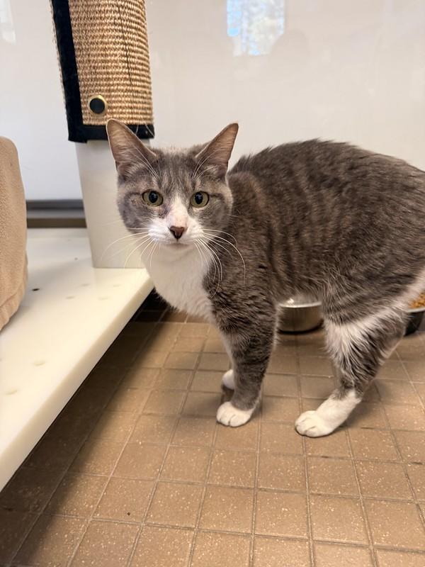 Cookie, a ADOPTABLE Domestic Short Hair in Truckee, CA image 3/4