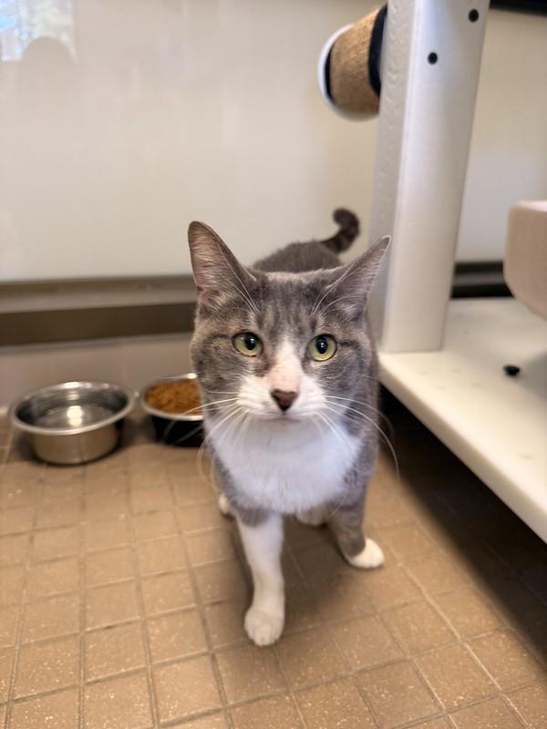 Cookie, a ADOPTABLE Domestic Short Hair in Truckee, CA image 1/4