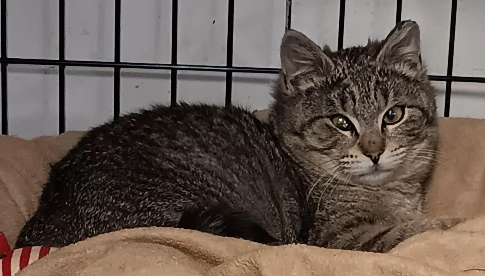Lolita Bonita, Young Female Domestic Short Hair