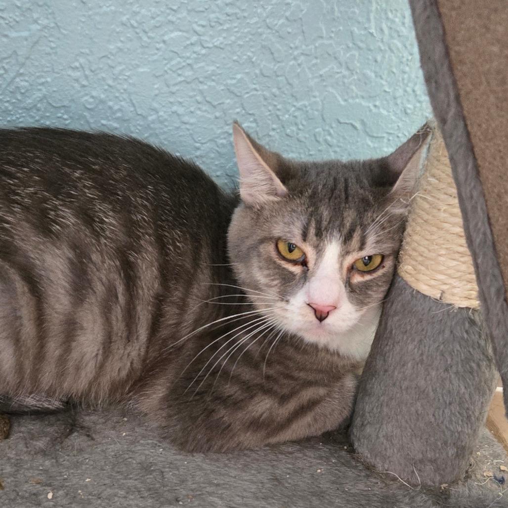 Jackal, an adoptable Domestic Short Hair in Nampa, ID, 83651 | Photo Image 1