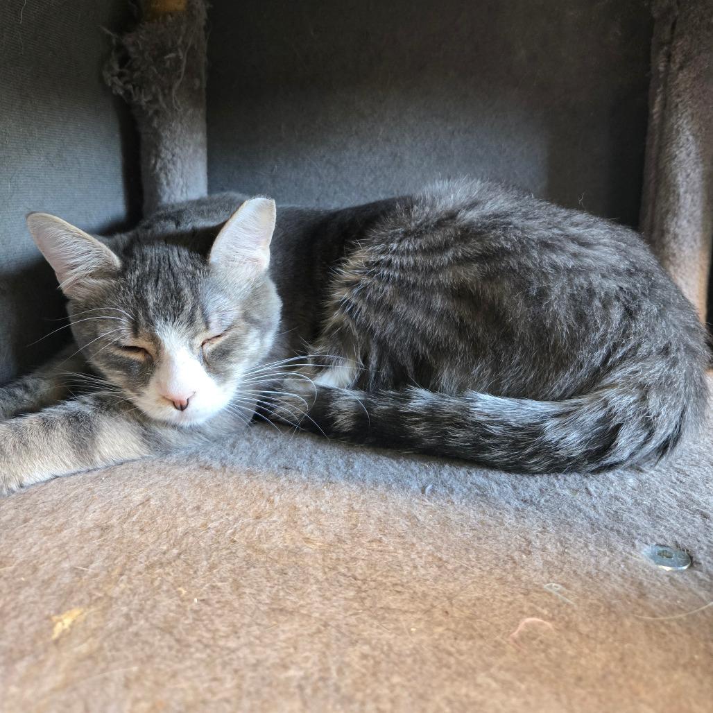 Jackal, Adoptable, Young Female Domestic Short Hair.