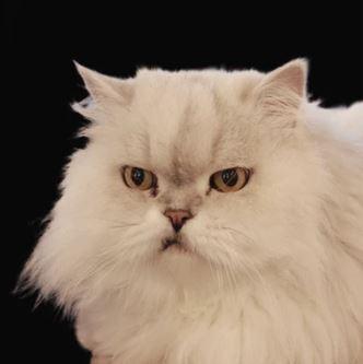 Joseph, Adoptable, Adult Male Persian.