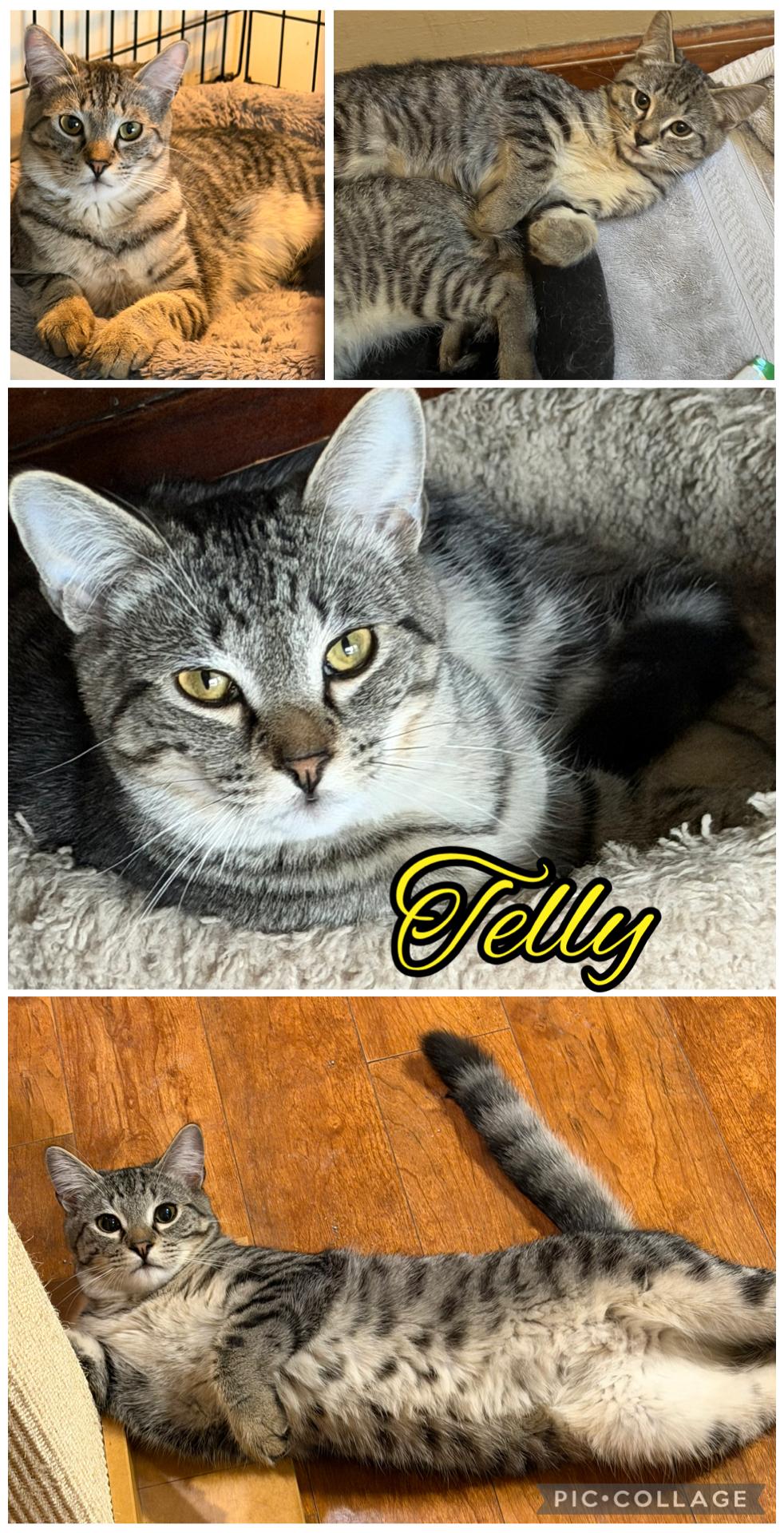 Telly, ADOPTABLE, Kitten Male Domestic Short Hair.