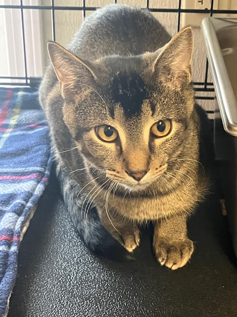 Kellen, Adoptable, Young Male Domestic Short Hair.