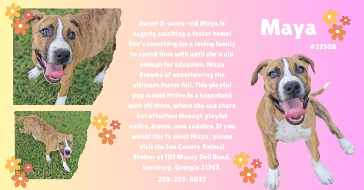 Maya, Adoptable, Puppy Female Pit Bull Terrier.