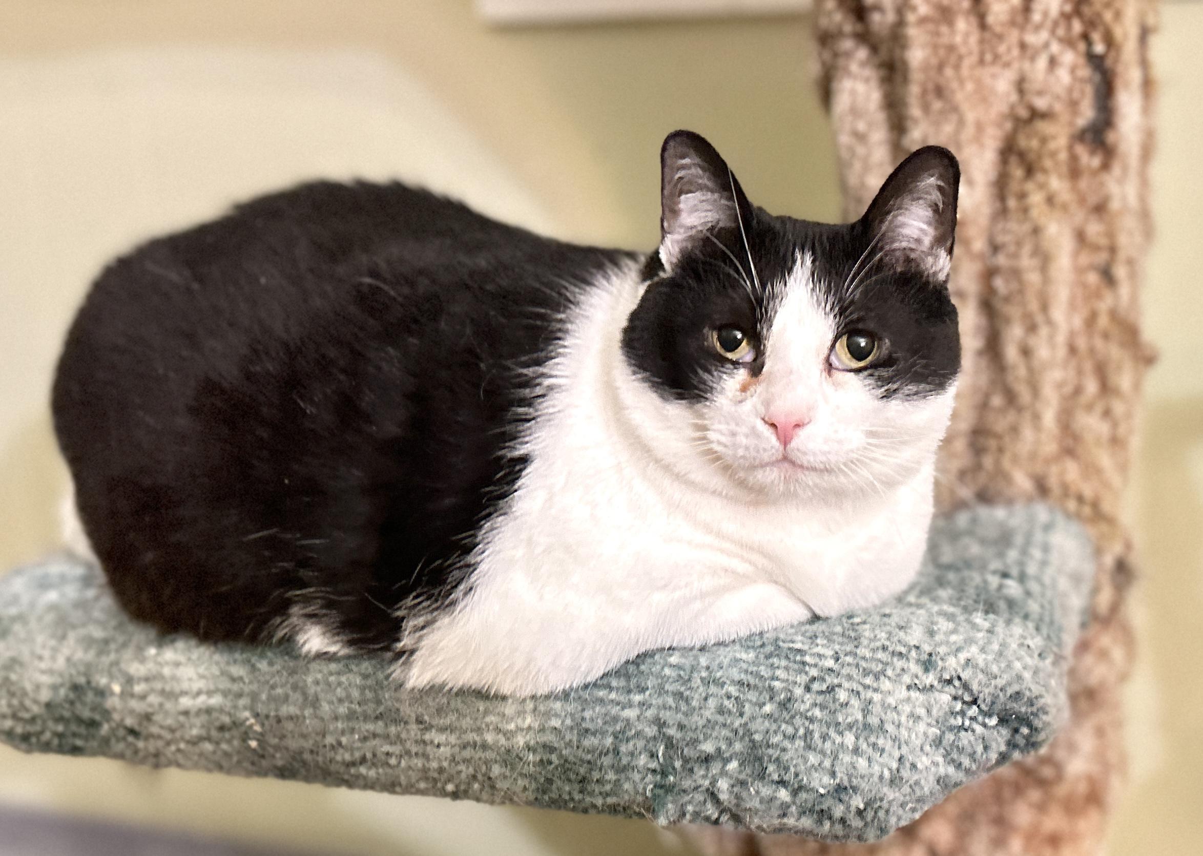Enlarge Raj, a ADOPTABLE Domestic Short Hair in Guelph, ON image 2/5