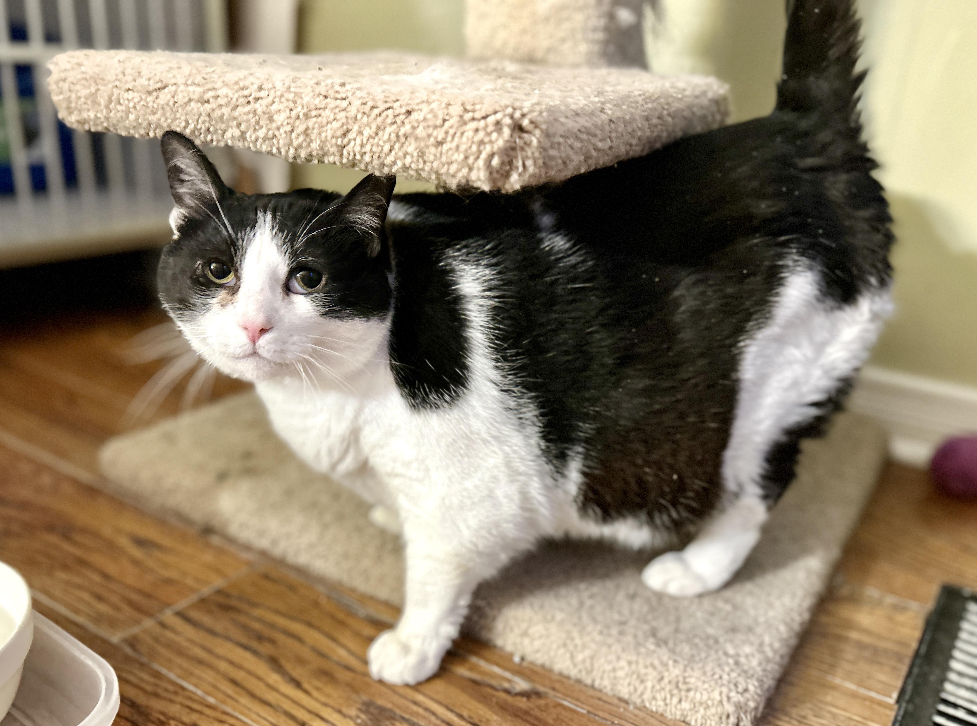 Enlarge Raj, a ADOPTABLE Domestic Short Hair in Guelph, ON image 3/5