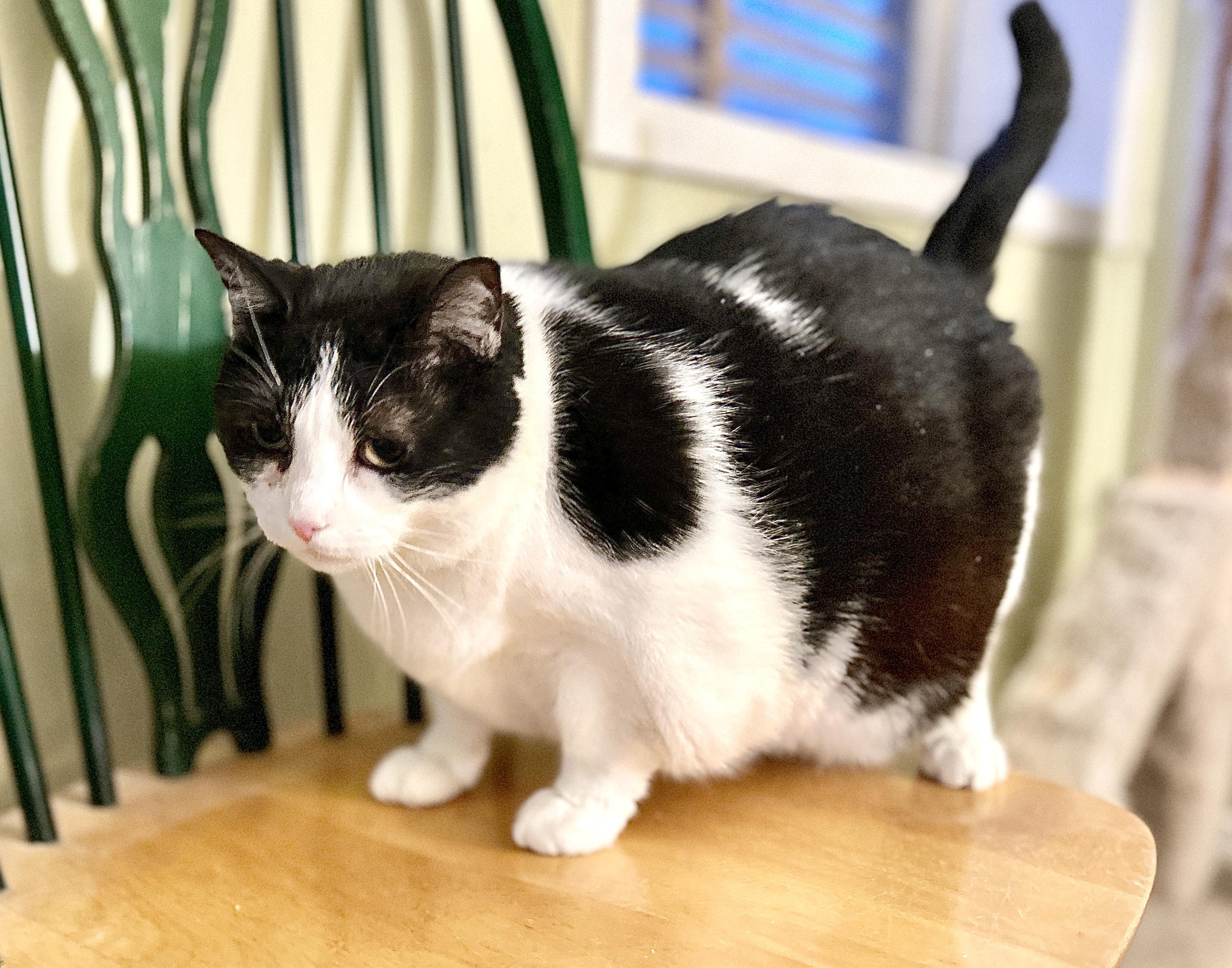 Enlarge Raj, a ADOPTABLE Domestic Short Hair in Guelph, ON image 5/5