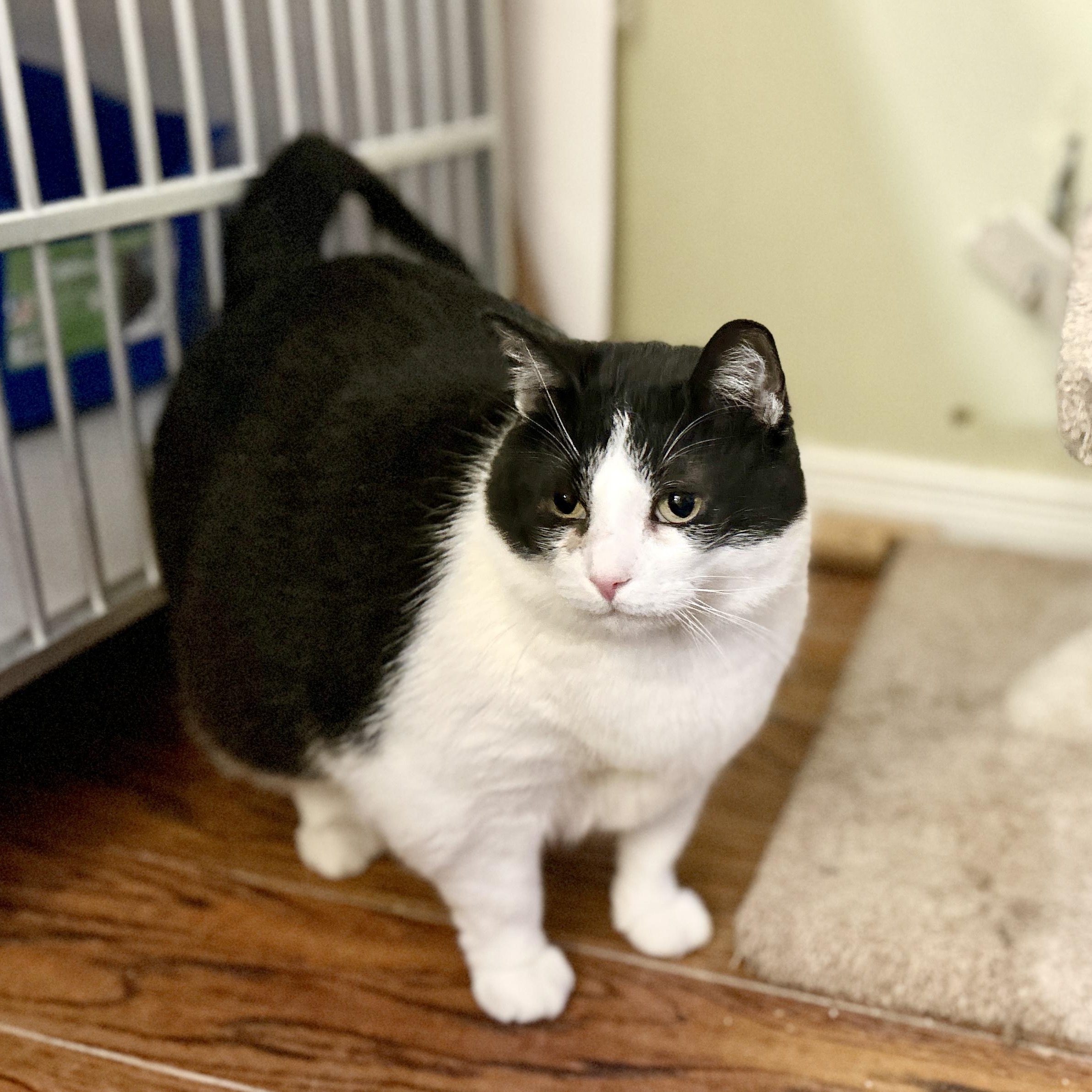 Raj, ADOPTABLE, Adult Female Domestic Short Hair.