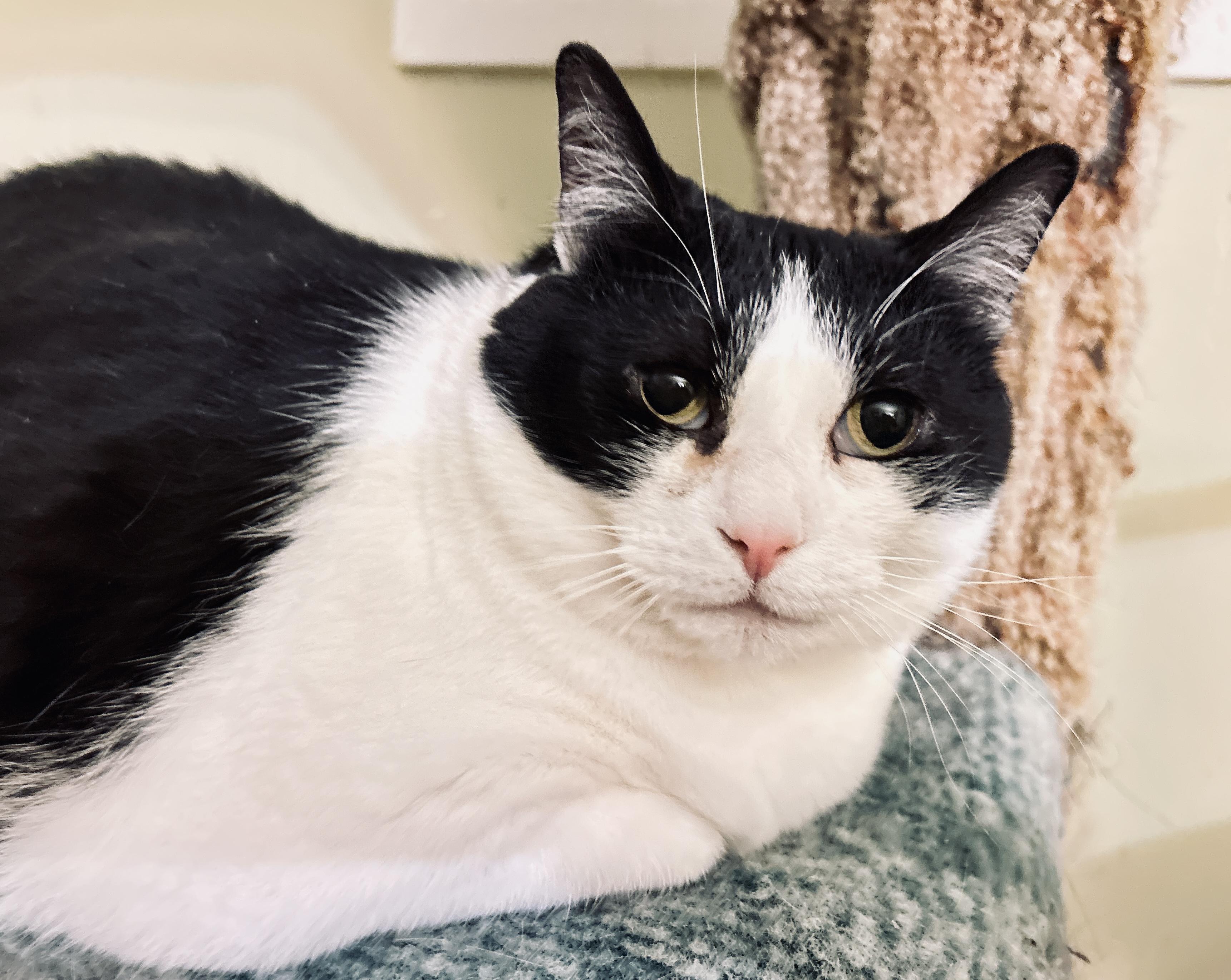 Enlarge Raj, a ADOPTABLE Domestic Short Hair in Guelph, ON image 4/5
