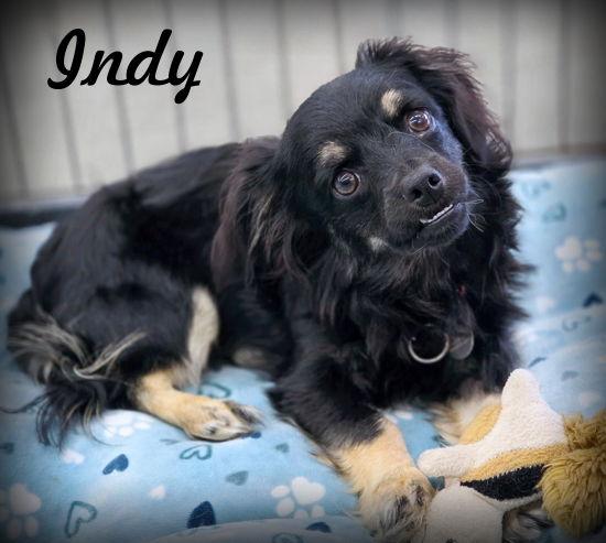 Enlarge Indy, a Adoptable mixed breed in Anaheim Hills, CA image 1/3
