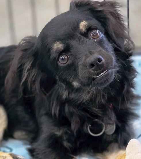 Enlarge Indy, a Adoptable mixed breed in Anaheim Hills, CA image 2/3