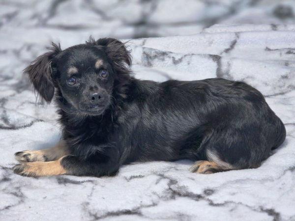 Enlarge Indy, a Adoptable mixed breed in Anaheim Hills, CA image 3/3