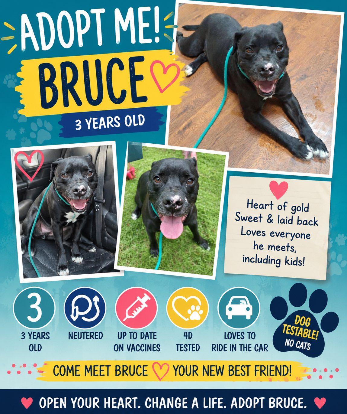 Bruce, a ADOPTABLE American Staffordshire Terrier in Sulphur, KY image 5/5