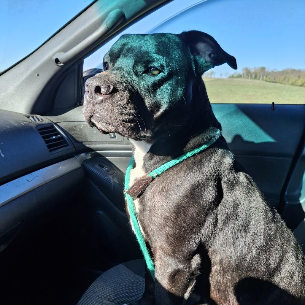 Bruce, ADOPTABLE, Adult Male American Staffordshire Terrier.
