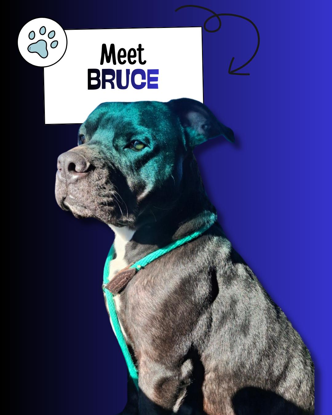 Bruce, ADOPTABLE, Adult Male American Staffordshire Terrier.