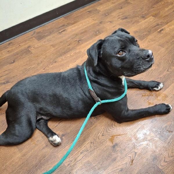 Enlarge Bruce, a ADOPTABLE American Staffordshire Terrier in Sulphur, KY image 3/5