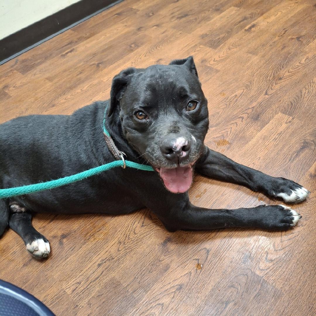 Enlarge Bruce, a ADOPTABLE American Staffordshire Terrier in Sulphur, KY image 4/5