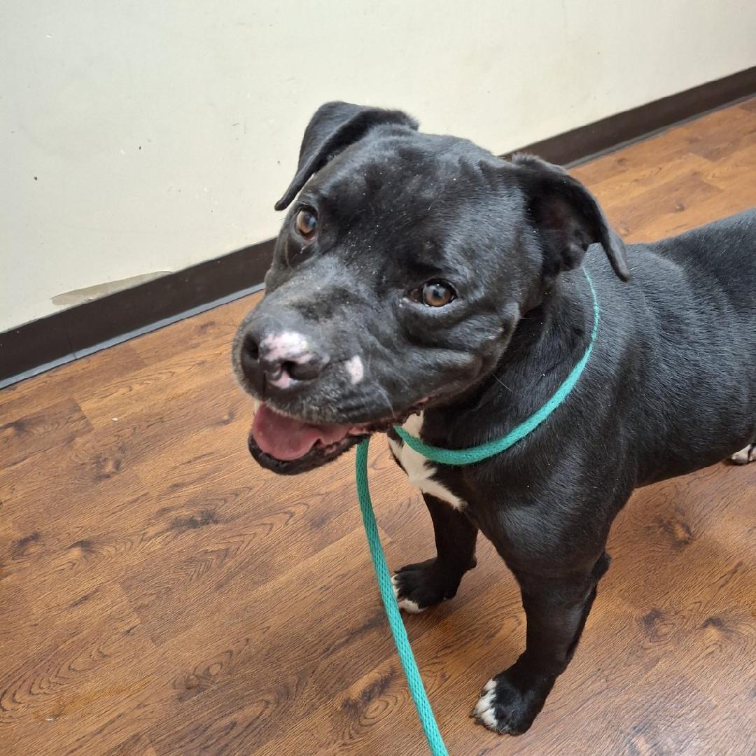 Enlarge Bruce, a ADOPTABLE American Staffordshire Terrier in Sulphur, KY image 5/5