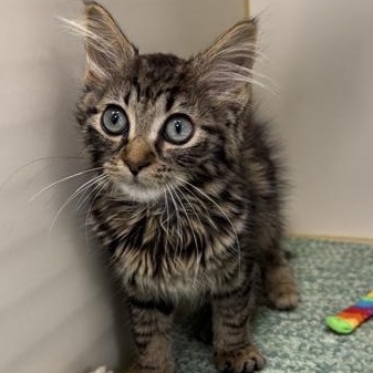 Enlarge Rizzo, a Adoptable Domestic Medium Hair in Manistee, MI image 1/1