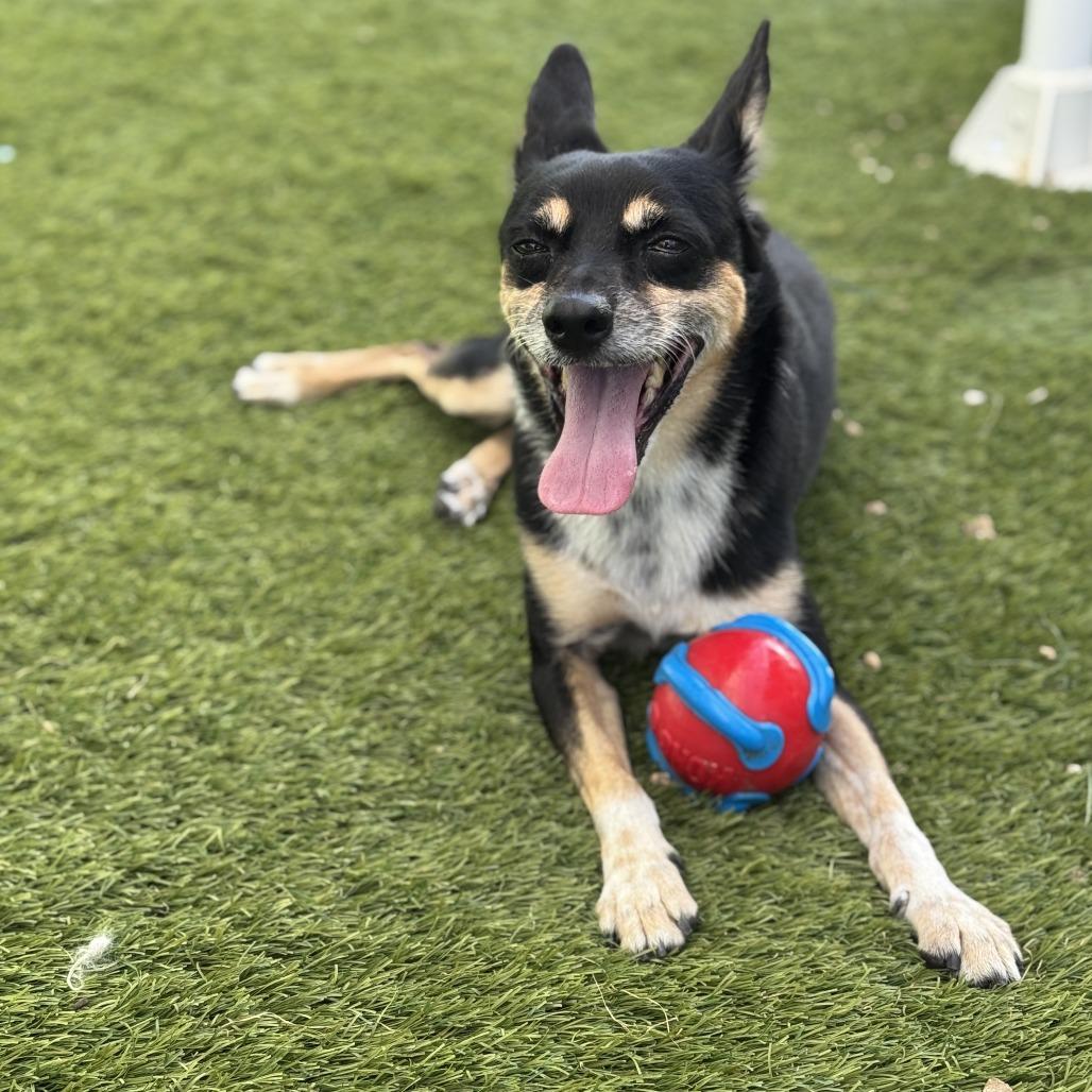 Tito, Adoptable, Senior Male Terrier.