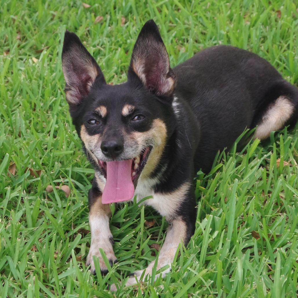 Enlarge Tito, a Adoptable Terrier in Miami, FL image 2/6
