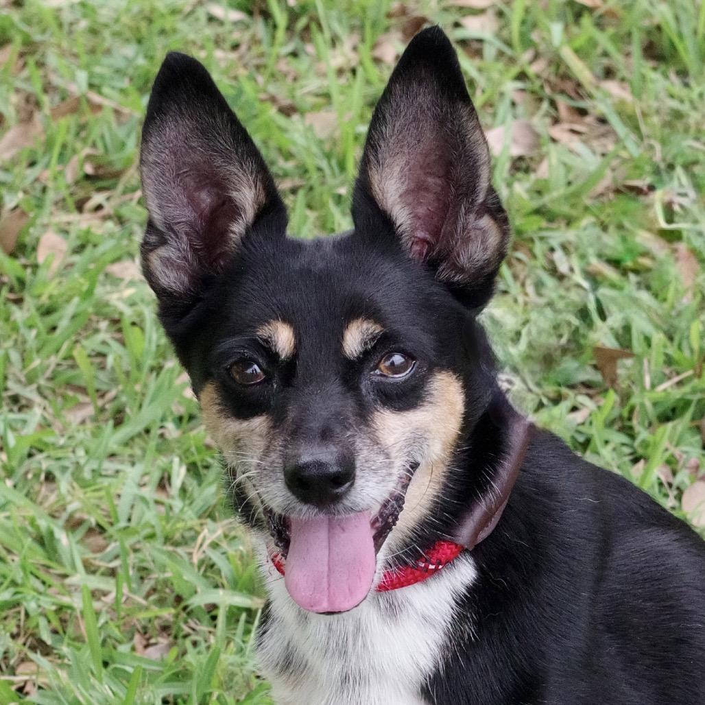 Enlarge Tito, a Adoptable Terrier in Miami, FL image 3/6