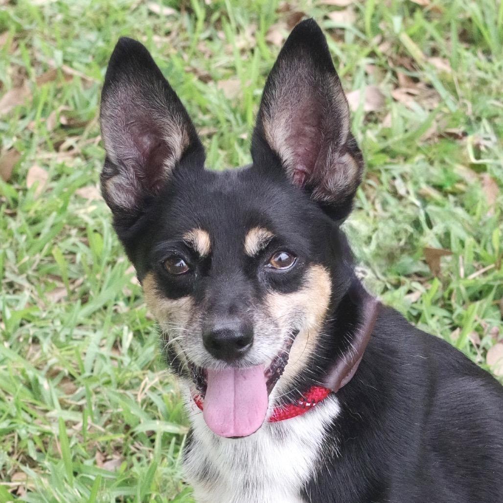 Enlarge Tito, a Adoptable Terrier in Miami, FL image 3/6